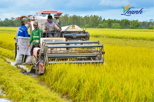 Thị Trường Nông Sản Thế Giới: Giá Lúa Tiếp Tục Duy Trì Ở Mức Cao